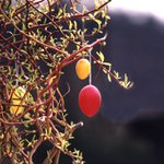 "Velikonoční vrbička"